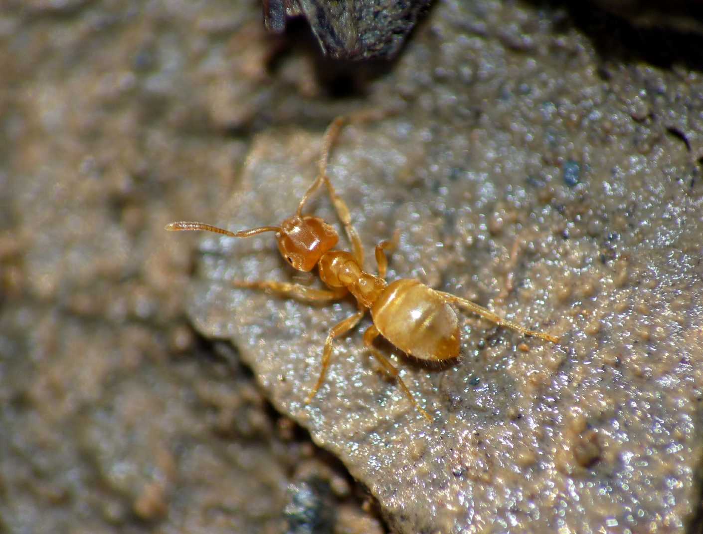 Lasius sp. (Formicidae)